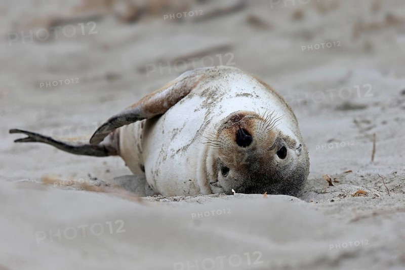 Australian sea lion