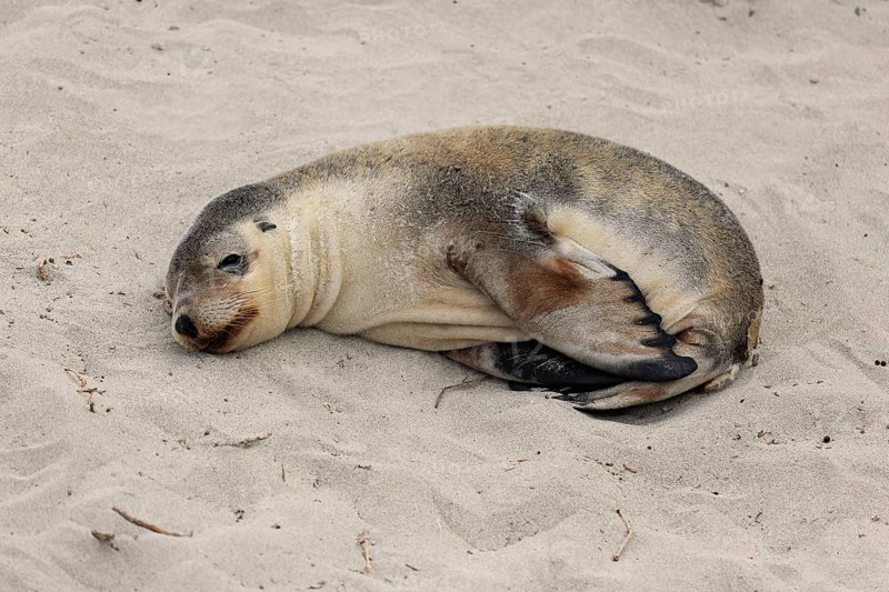 Australian sea lion