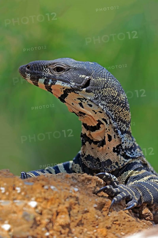 Lace monitor a