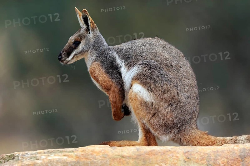 Yellow-footed rock-wallaby