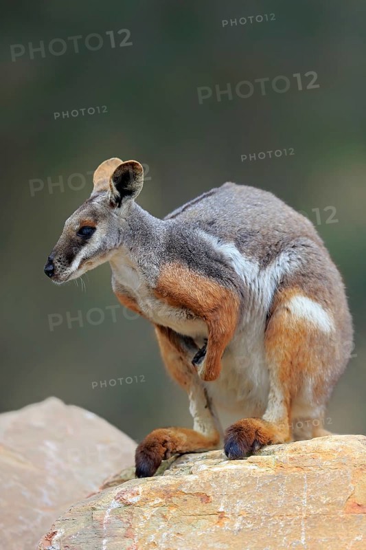 Yellow-footed rock-wallaby