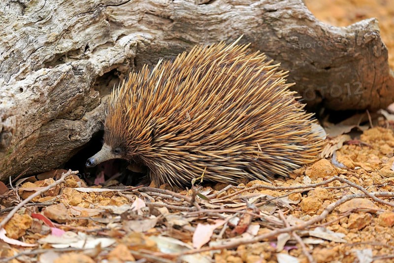 Short-beaked echidna