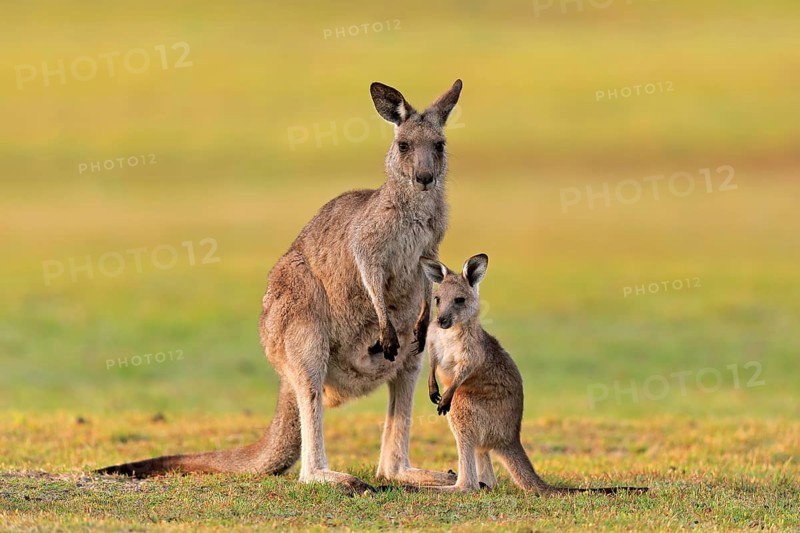 Eastern giant grey kangaroo