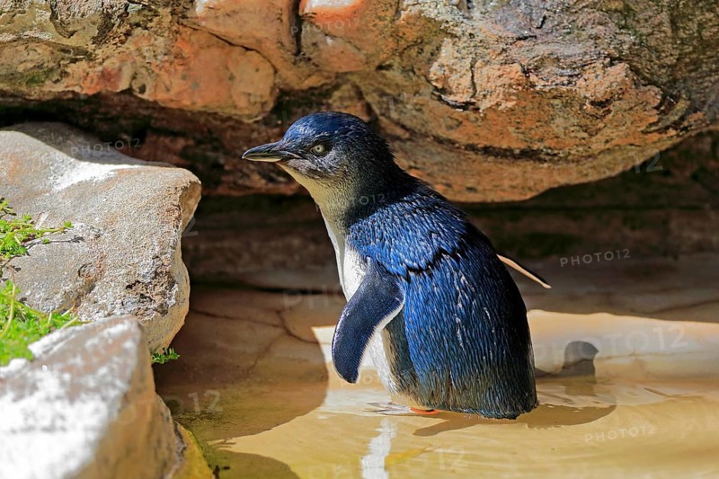 Little penguin