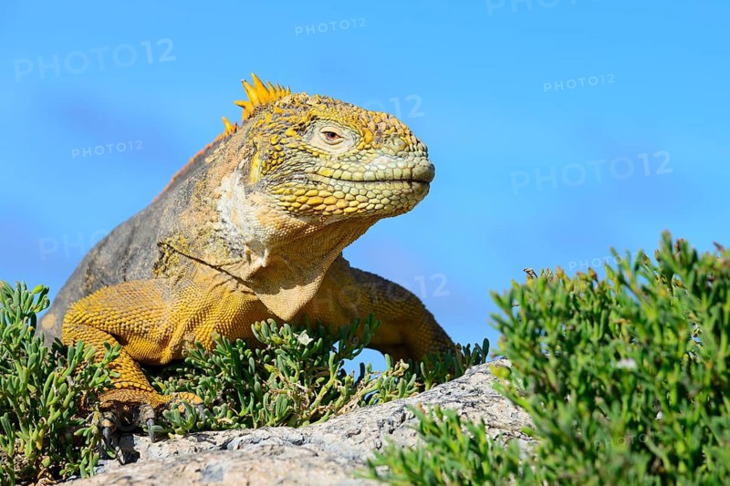 Drusenkopf or Galapagos land iguana