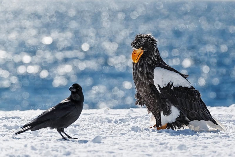 Steller's sea eagle