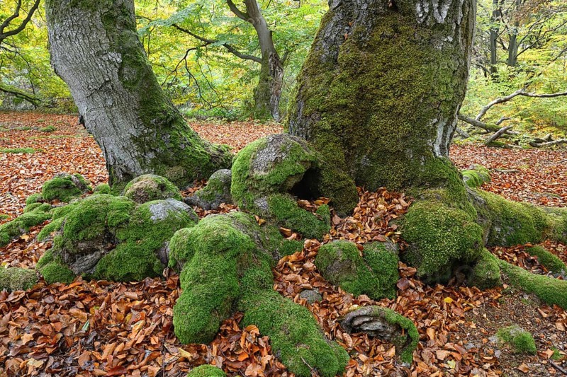 Moss-covered roots of an old beech