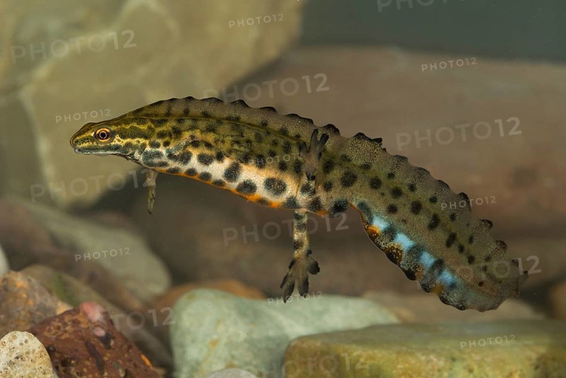 Common newt