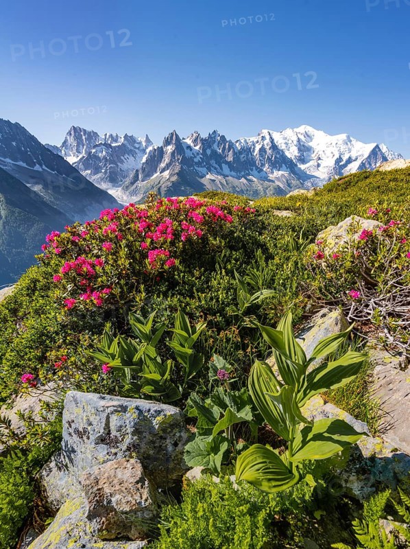 Alpine roses on a mountain slope