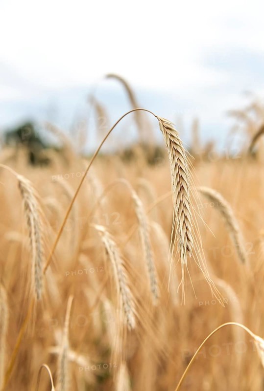 Ears of corn in a field