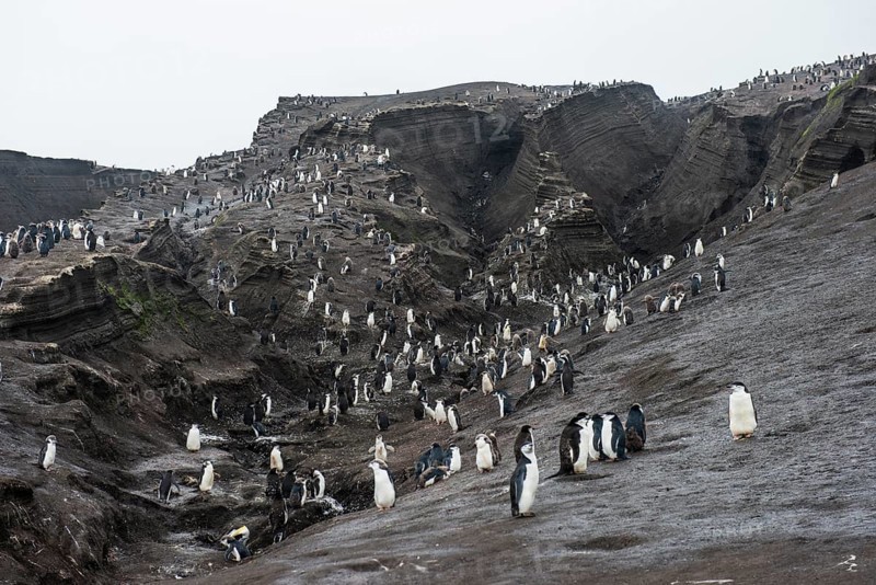 Chinstrap Penguin colony