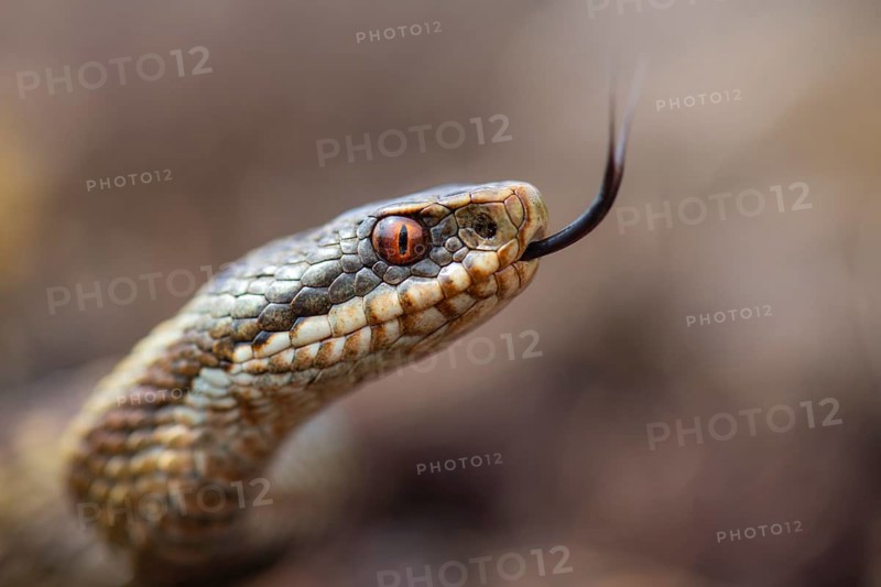 Tongued adder