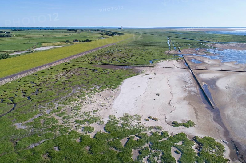 Salt marshes in front of the dike