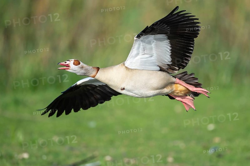Flying Egyptian goose