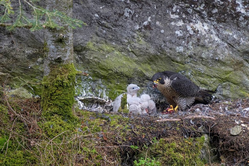 Peregrine falcon Falcon