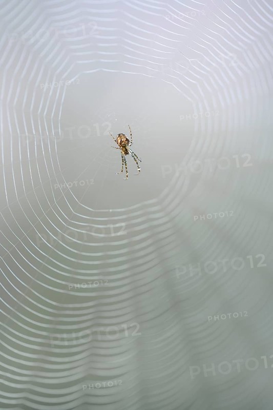 Longjawed orbweaver