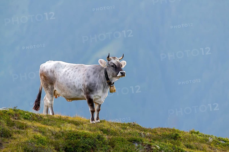 Cow on the mountain pasture