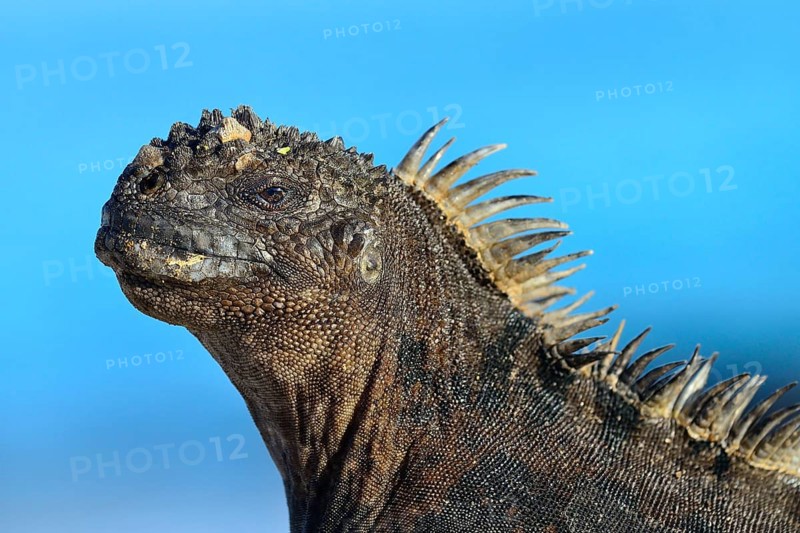 Marine iguana