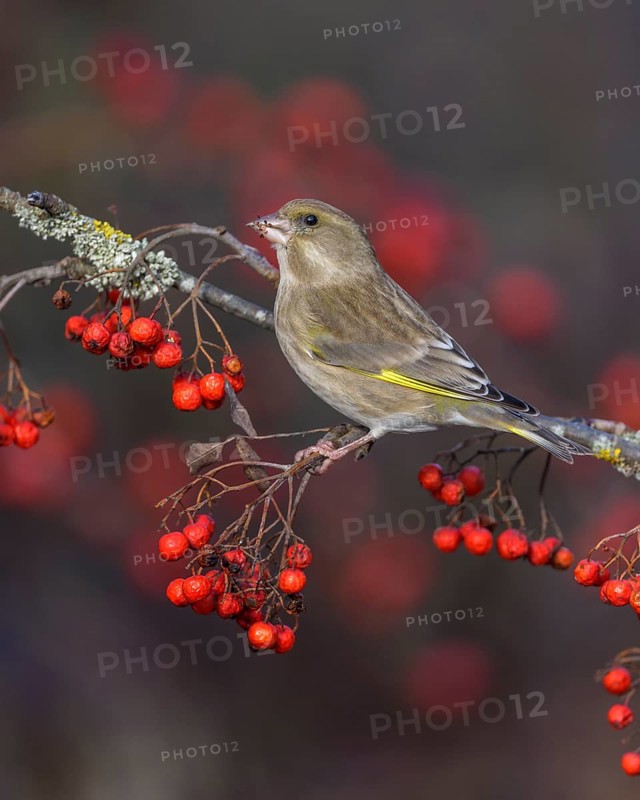 European greenfinch