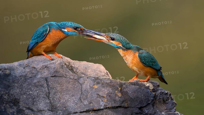 Common kingfisher