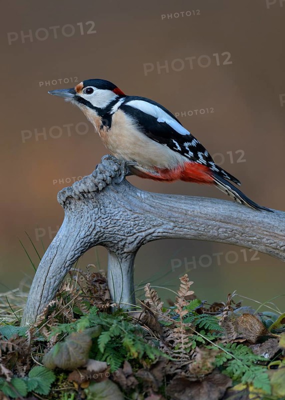 Great spotted woodpecker