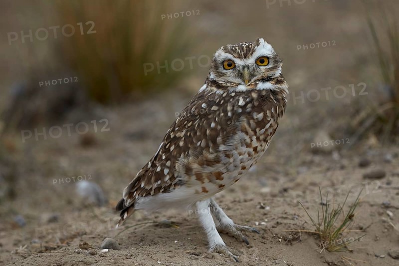 Burrowing owl