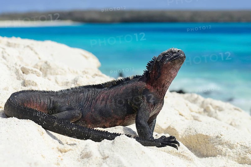 Marine iguana