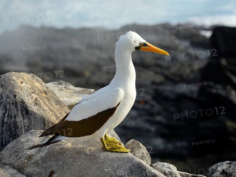 Nazca Booby