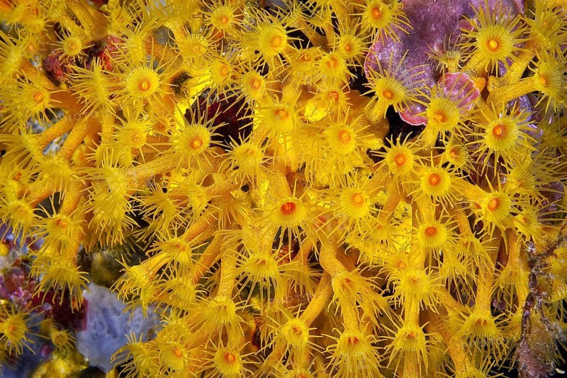 Polyps of yellow crustose anemones