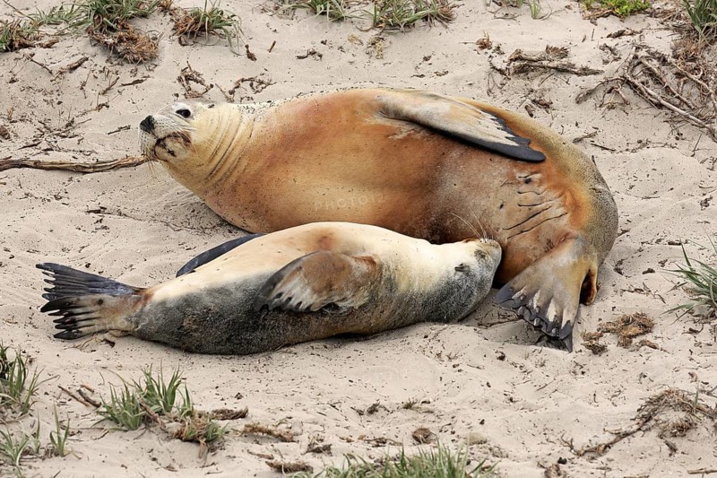 Australian sea lions