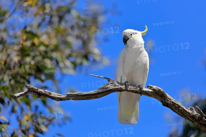 Sulphur-crested cockatoo