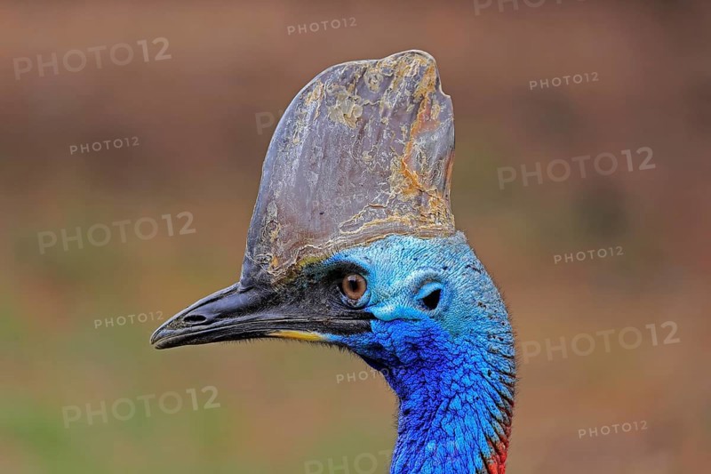 Double-wattled cassowary