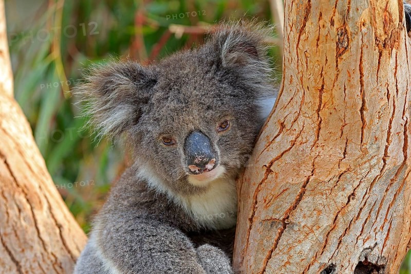 Koala