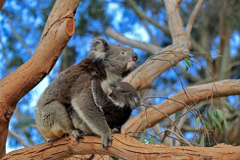 Koalas