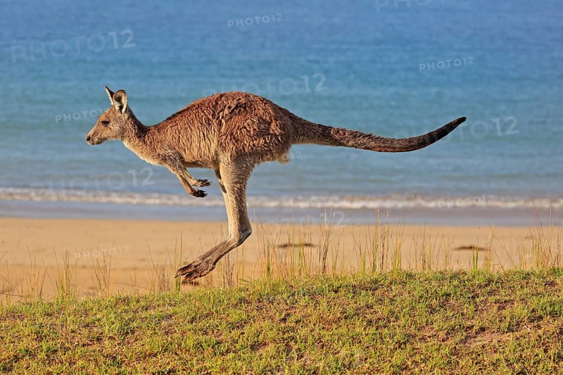 Eastern grey kangaroo