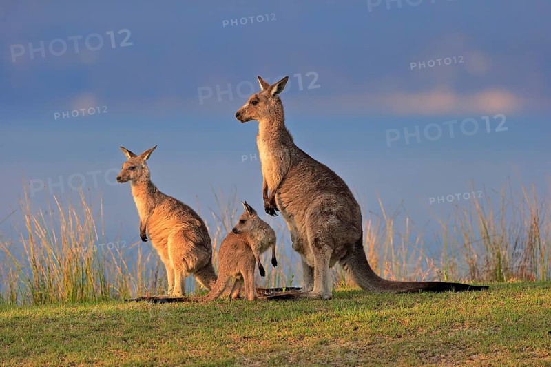 Eastern giant grey kangaroo