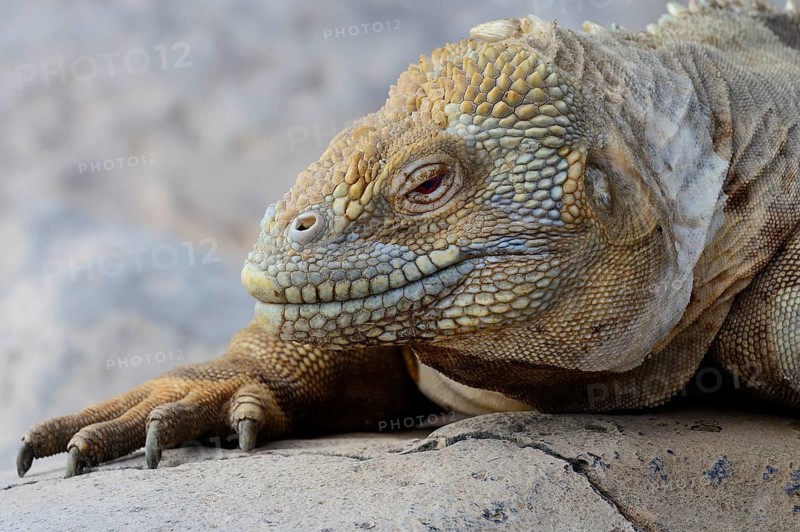 Druze head or Galapagos land iguana