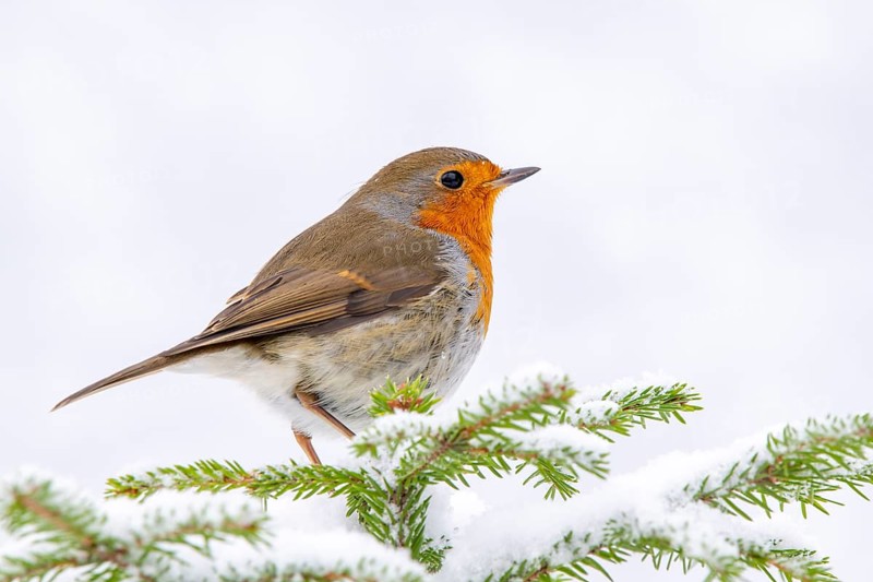 European robin