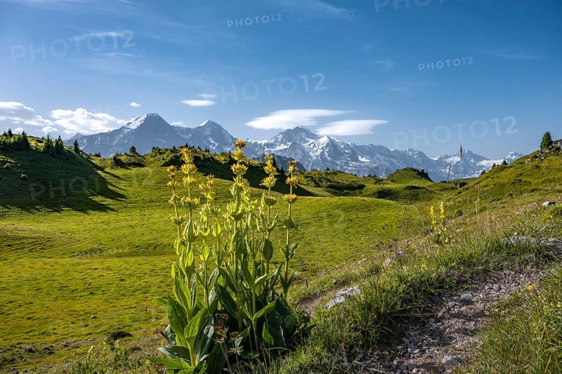 Yellow gentian