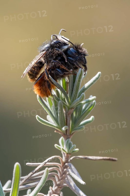 Hornfaced bee
