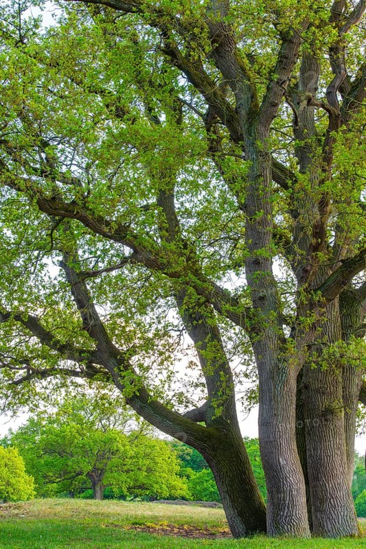 Oaks