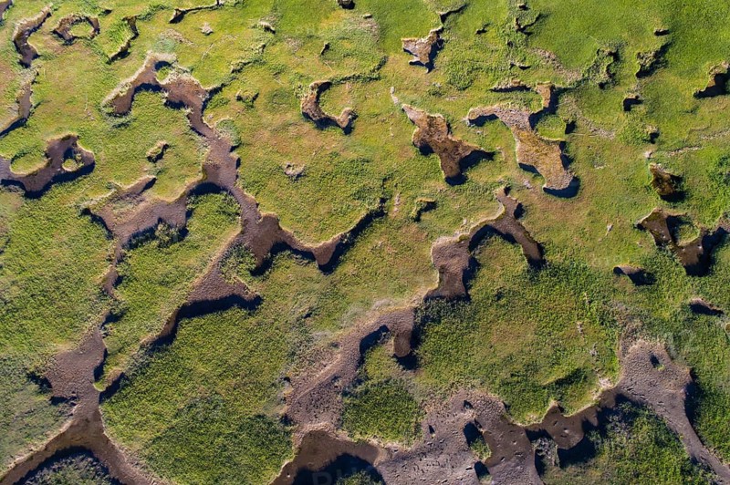 Salt marshes in front of the dike