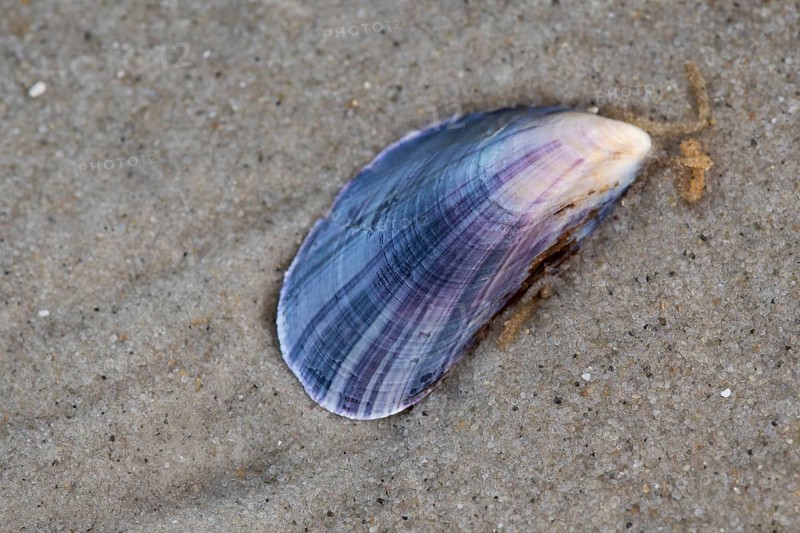 Mytilus