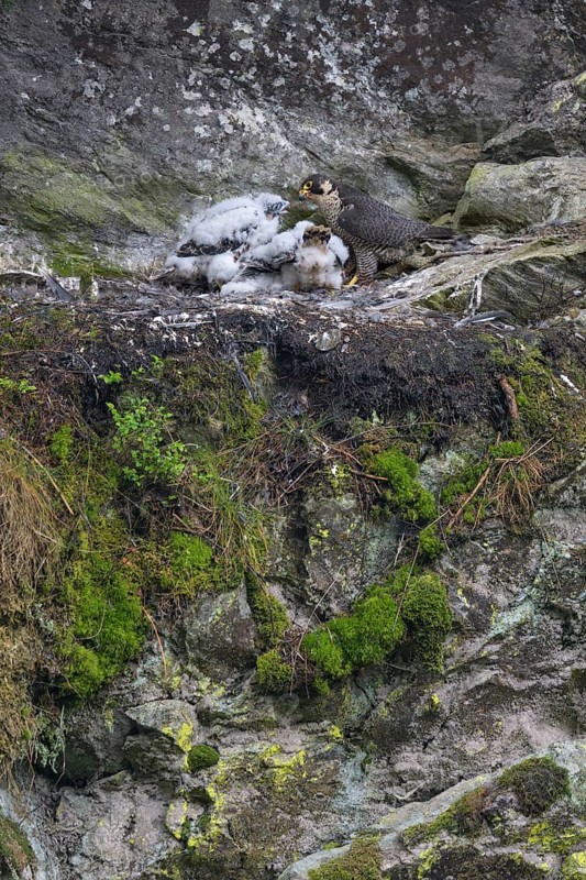 Peregrine falcon Falcon