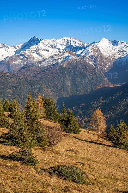 Autumn larch meadows