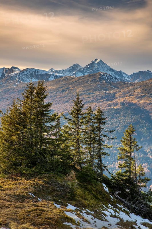 Spruces at Padauner Kogl