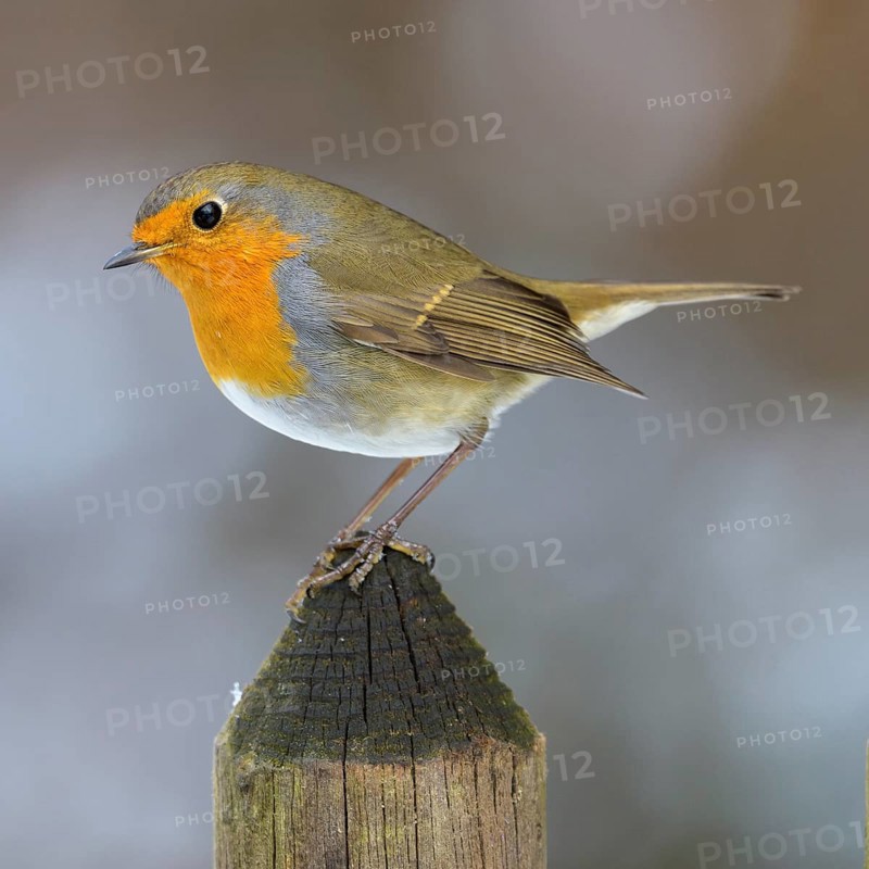 European robin