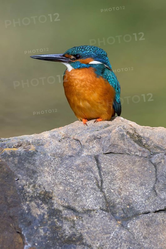 Common kingfisher