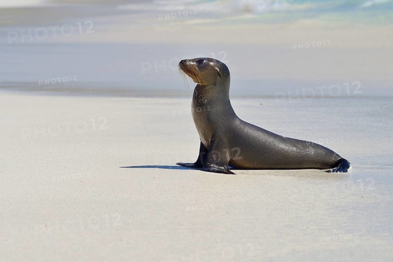 Galapagos sea lion