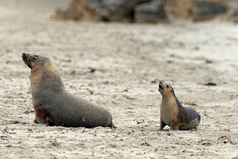 Australian sea lion